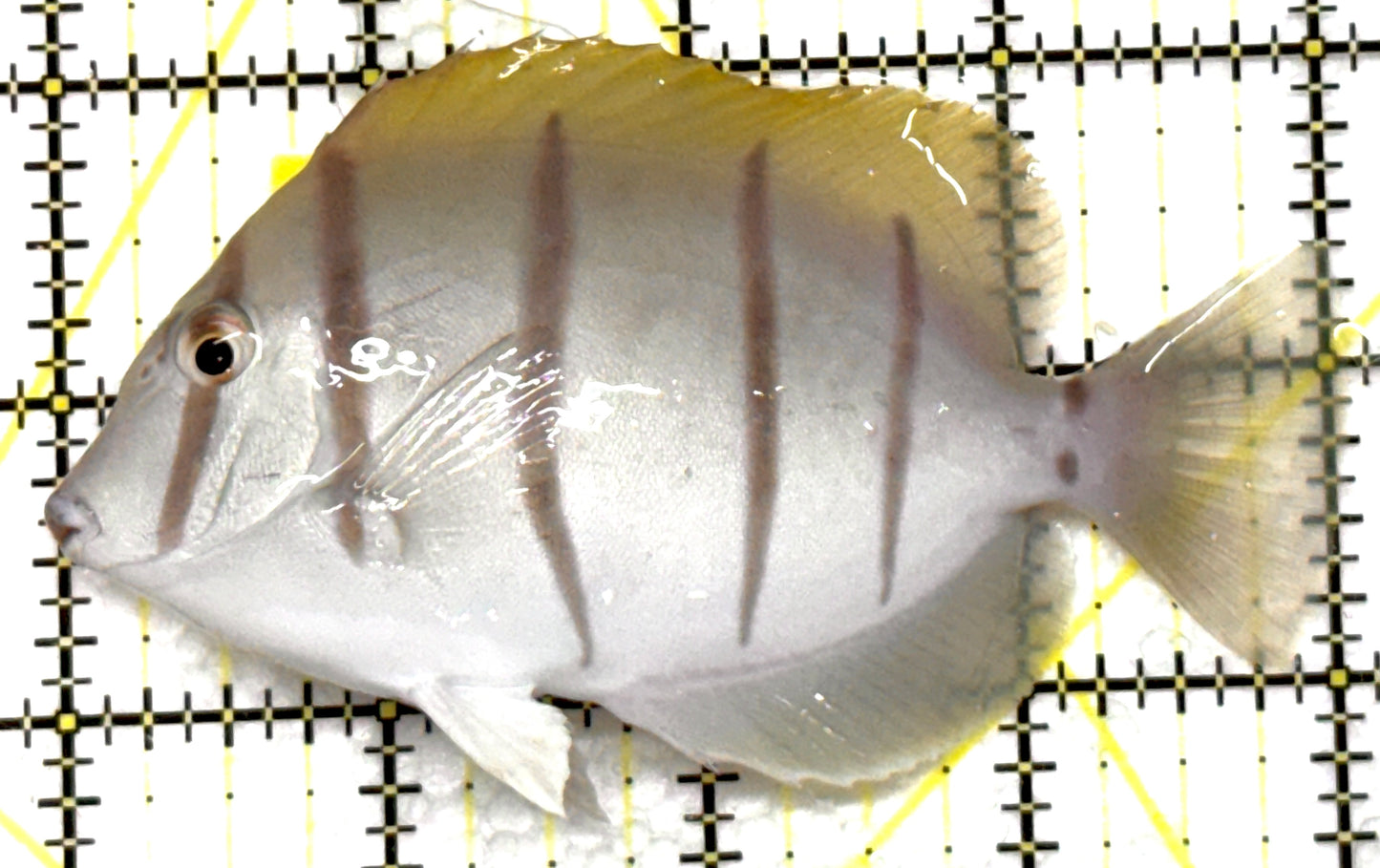 Convict Tang CT091501 WYSIWYG Size: L 4" approx