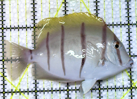 Convict Tang CT091301 WYSIWYG Size: L 4"