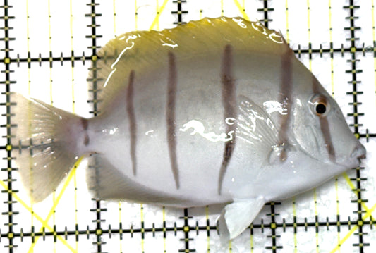 Convict Tang CT091501 WYSIWYG Size: L 4" approx