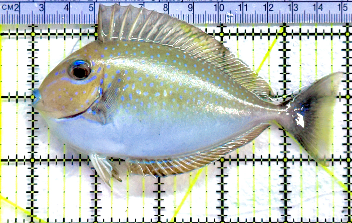 Vlamingi Unicorn Tang VUT091302 WYSIWYG Size: L 5" approx