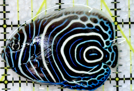 Emperor Angelfish Juvenile EAJ091301 WYSIWYG Size: M 2.25"