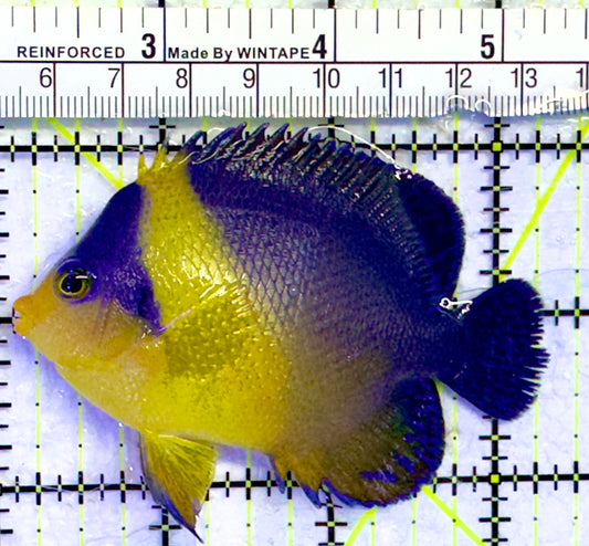 Venustus Angelfish VA071401 WYSIWYG Size: ML 3.25"