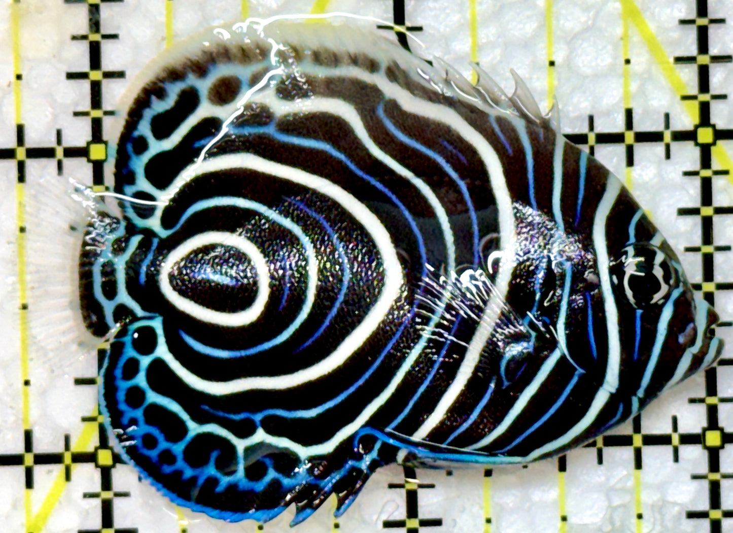 Emperor Angelfish Juvenile EAJ091301 WYSIWYG Size: M 2.25"