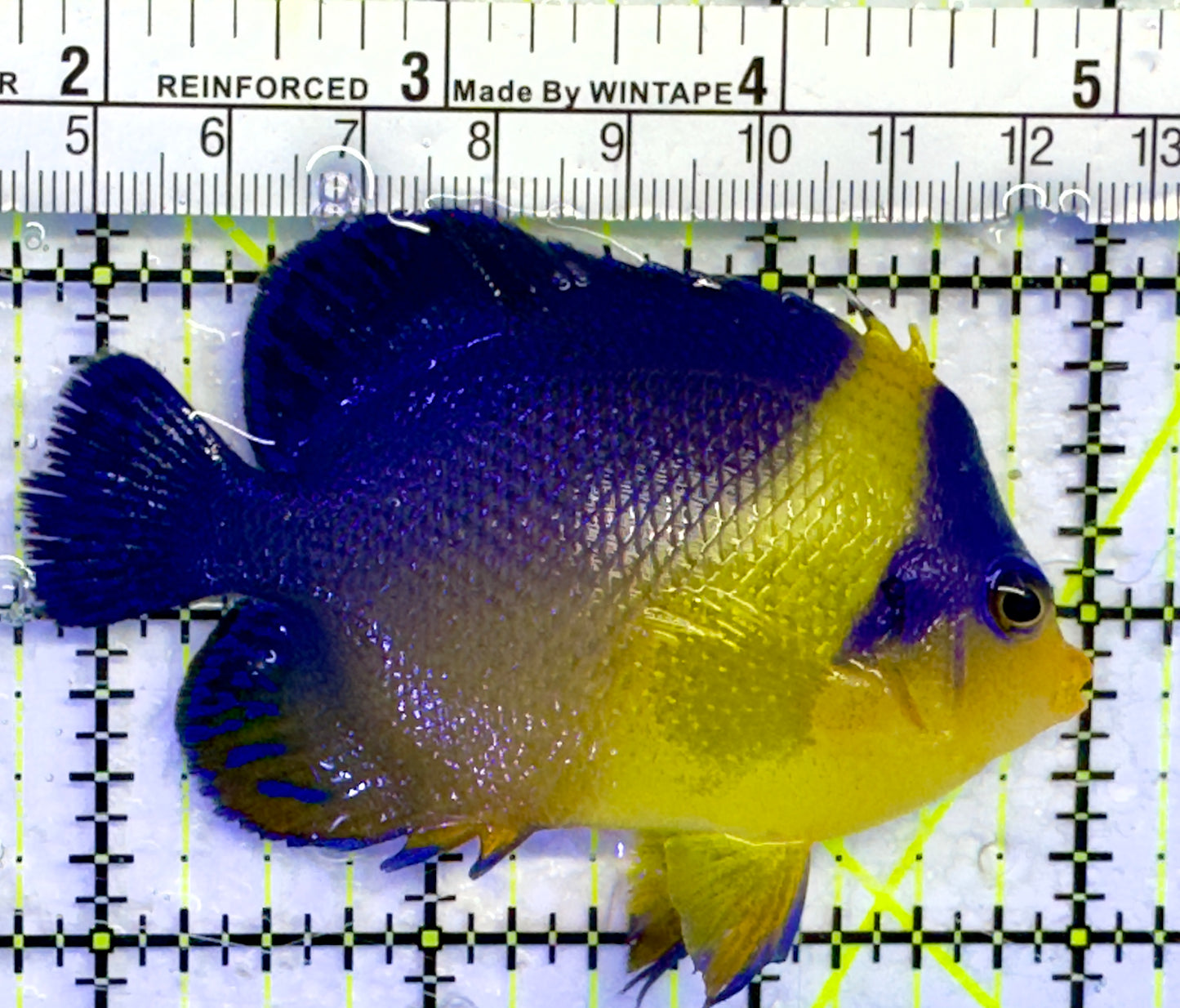 Venustus Angelfish VA071401 WYSIWYG Size: ML 3.25"