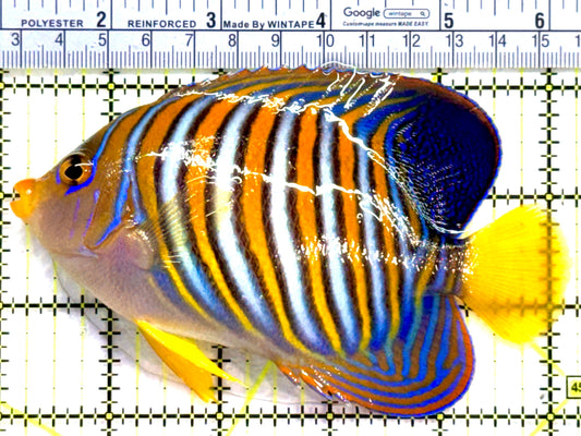 Regal Angelfish RA091201 WYSIWYG Size: XL 5.25" approx