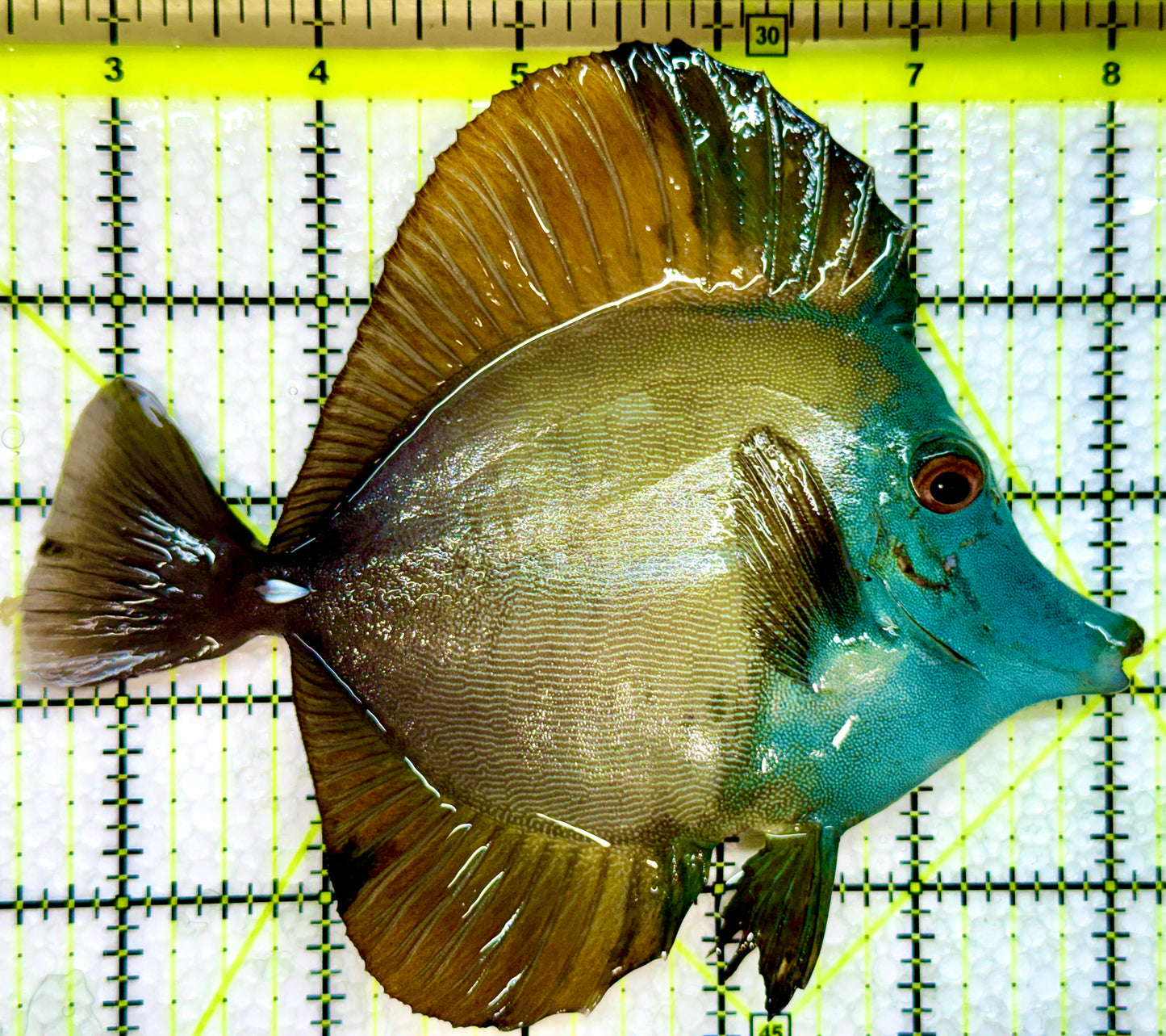 Rare Koi Scopas Tang RKS091302 WYSIWYG Size: 5.5"