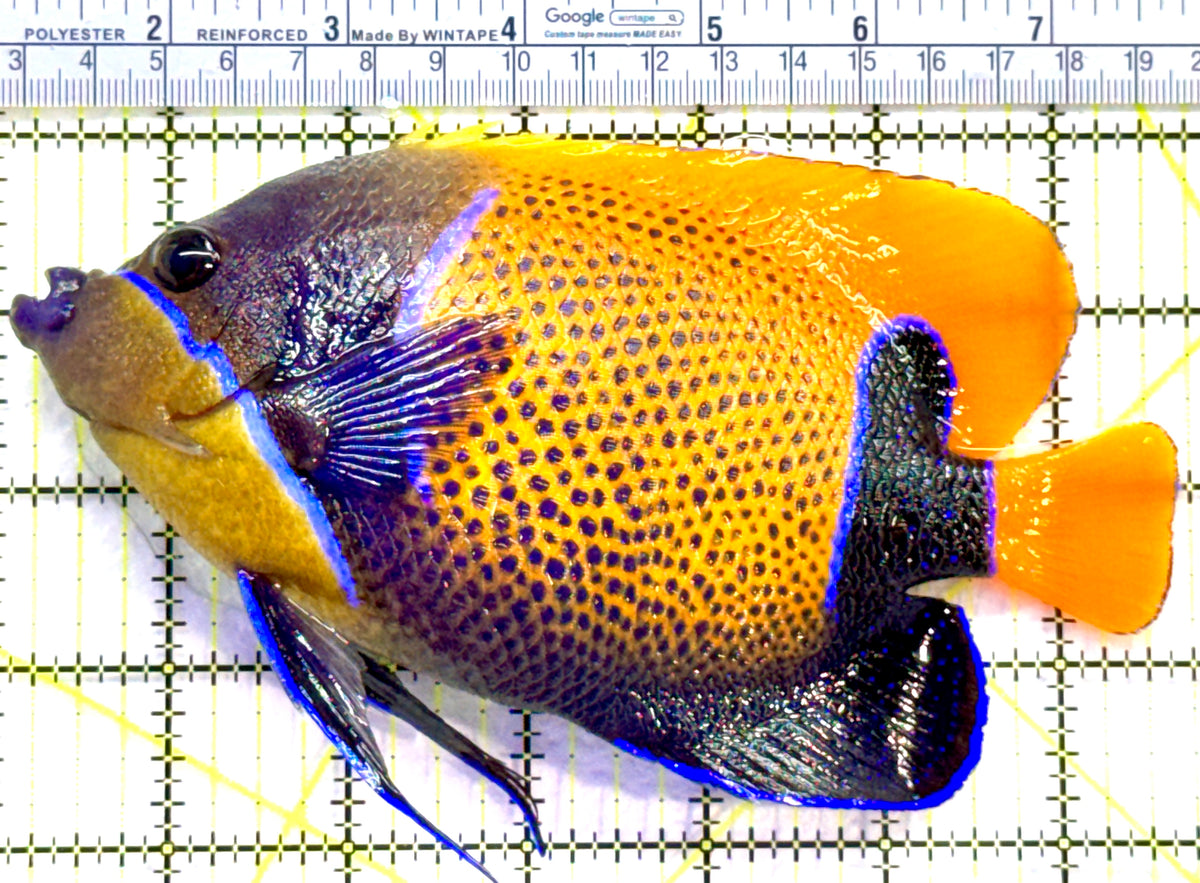 Majestic Angelfish MA091201 WYSIWYG Size: XXL/SHOW 6.5" approx