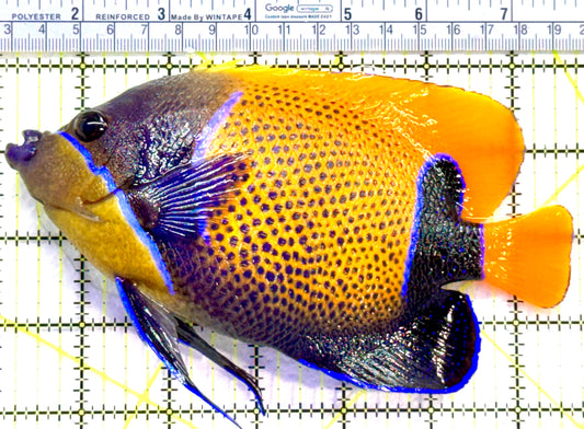 Majestic Angelfish MA091201 WYSIWYG Size: XXL/SHOW 6.5" approx