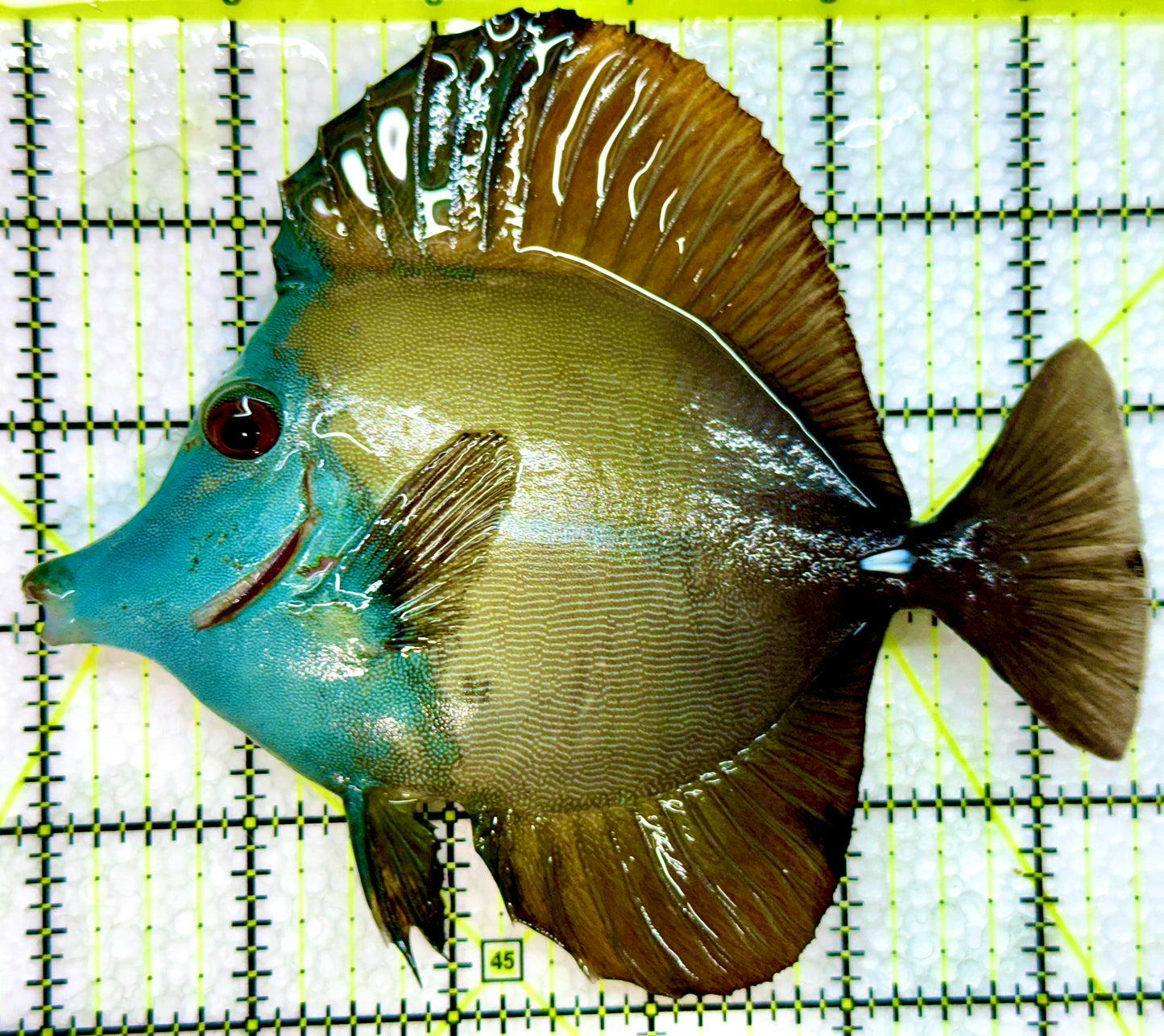Rare Koi Scopas Tang Size: XL 5" to 6" - Violet Aquarium 