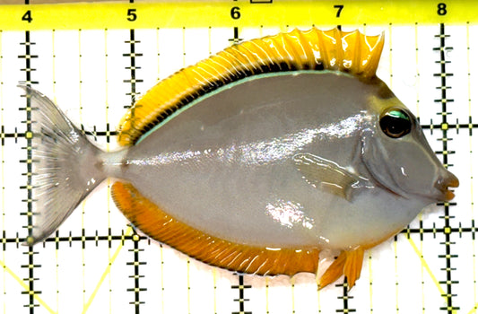 Blonde Naso Tang BNT091501 WYSIWYG Size: M 4" approx