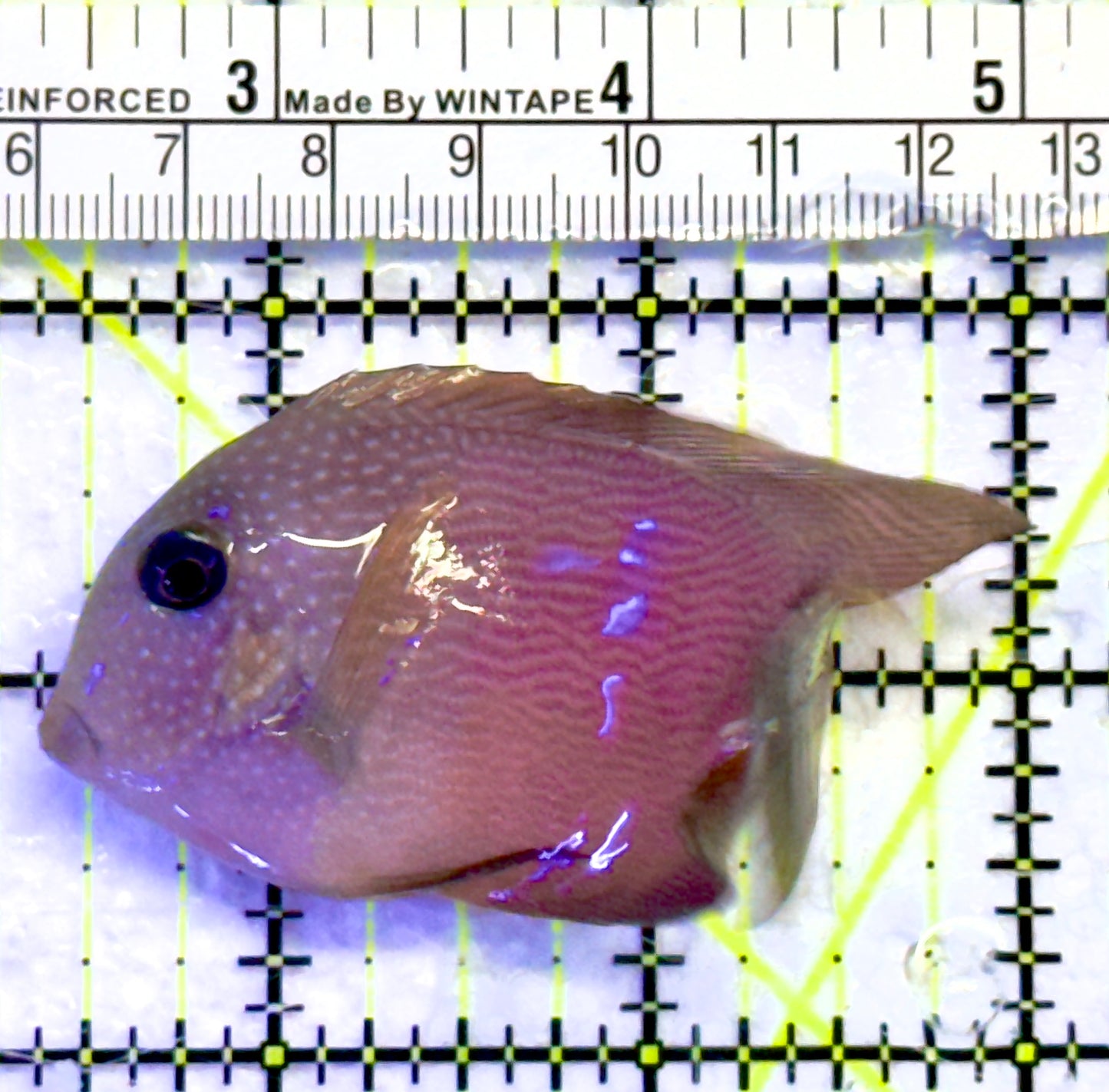 Blue Eye Kole Tang BET071403 WYSIWYG Size: L 3.25"