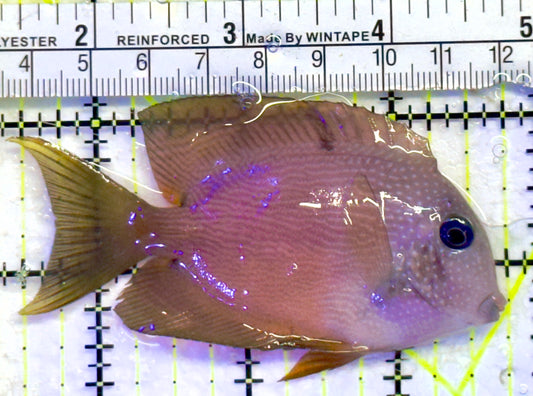 Blue Eye Kole Tang BET071403 WYSIWYG Size: L 3.25"