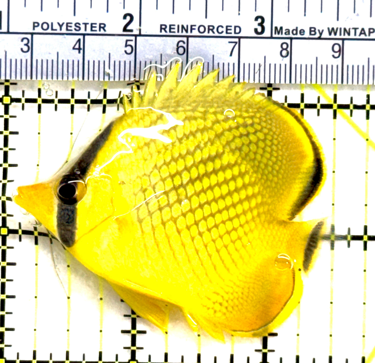 Raffle's Latticed Butterflyfish RLB091301 WYSIWYG Size: M 2.5" approx