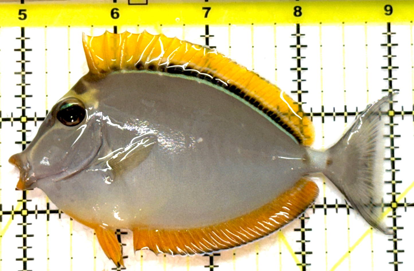Blonde Naso Tang BNT091501 WYSIWYG Size: M 4" approx