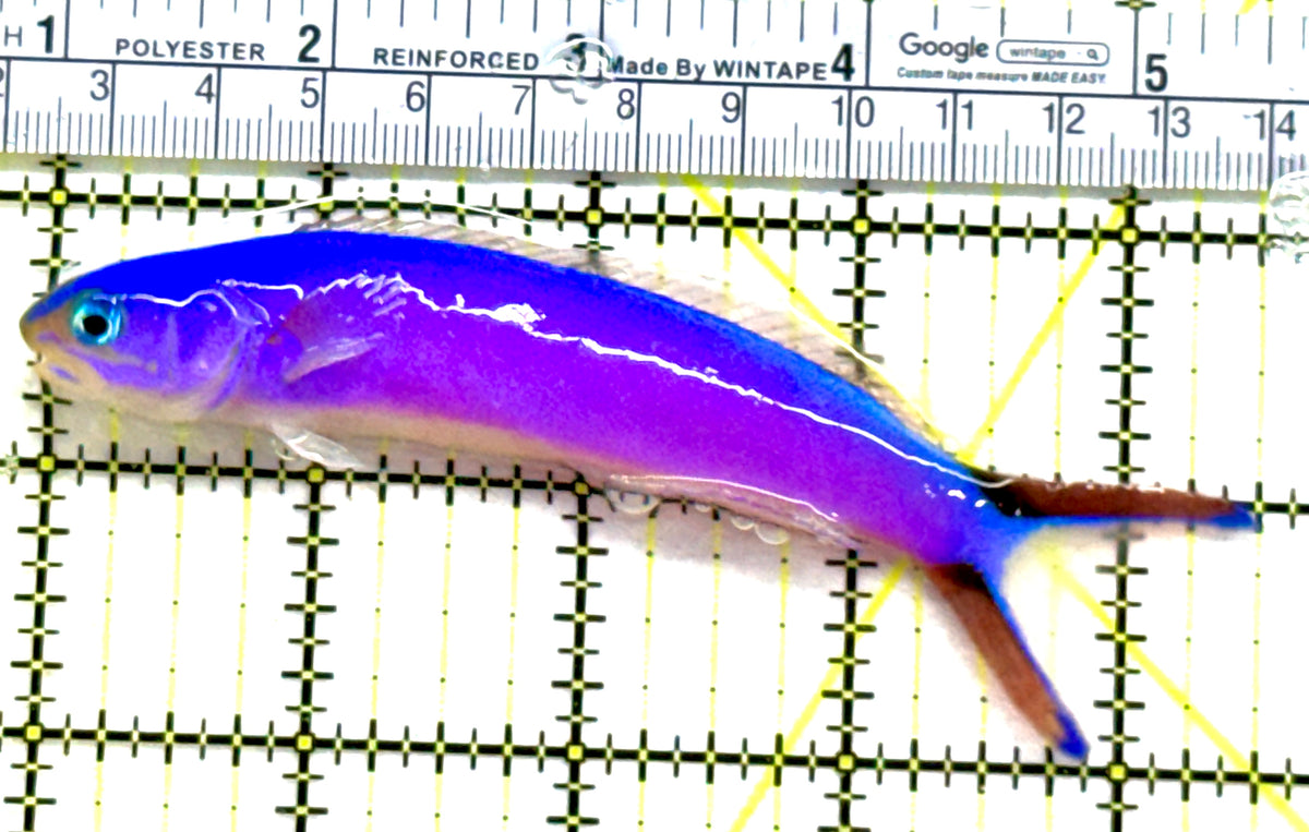 Purple Tilefish PT091301 WYSIWYG Size: XL 4.5" approx