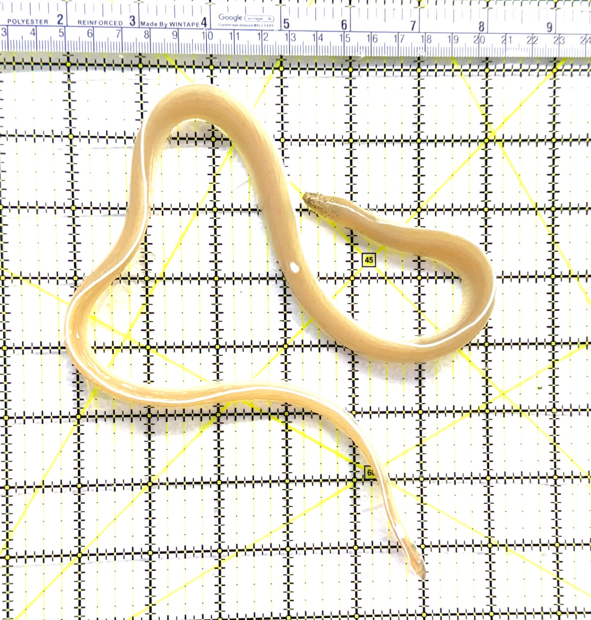 White Ribbon Eel WRE091301 WYSIWYG Size: S 10" approx