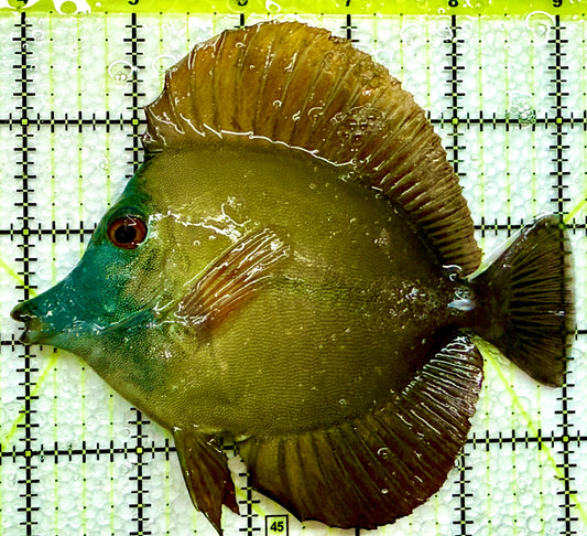 Rare Koi Scopas Tang RKS091303 WYSIWYG Size: 5.25"