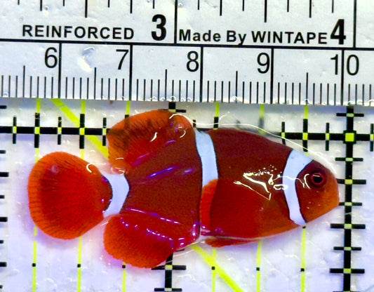 White Stripe Maroon Clownfish WMC071401 WYSIWYG Size: S 1.75"