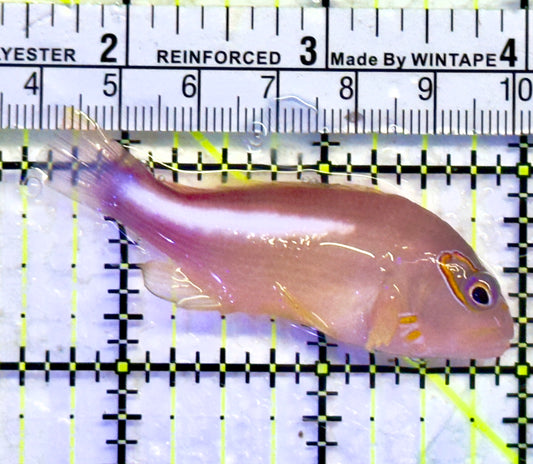 Arc-Eye Hawkfish AEH071402 WYSIWYG Size: L 2.5"