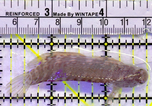 Lawnmower Blenny LB071303 WYSIWYG Size: M 2.75"