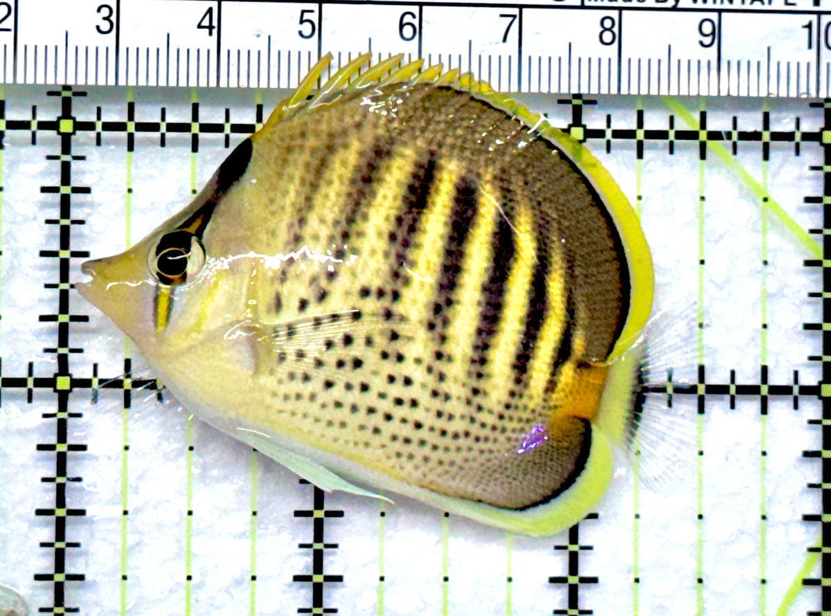 Punctato Butterflyfish PB092001 WYSIWYG Size: M 2.5” approx