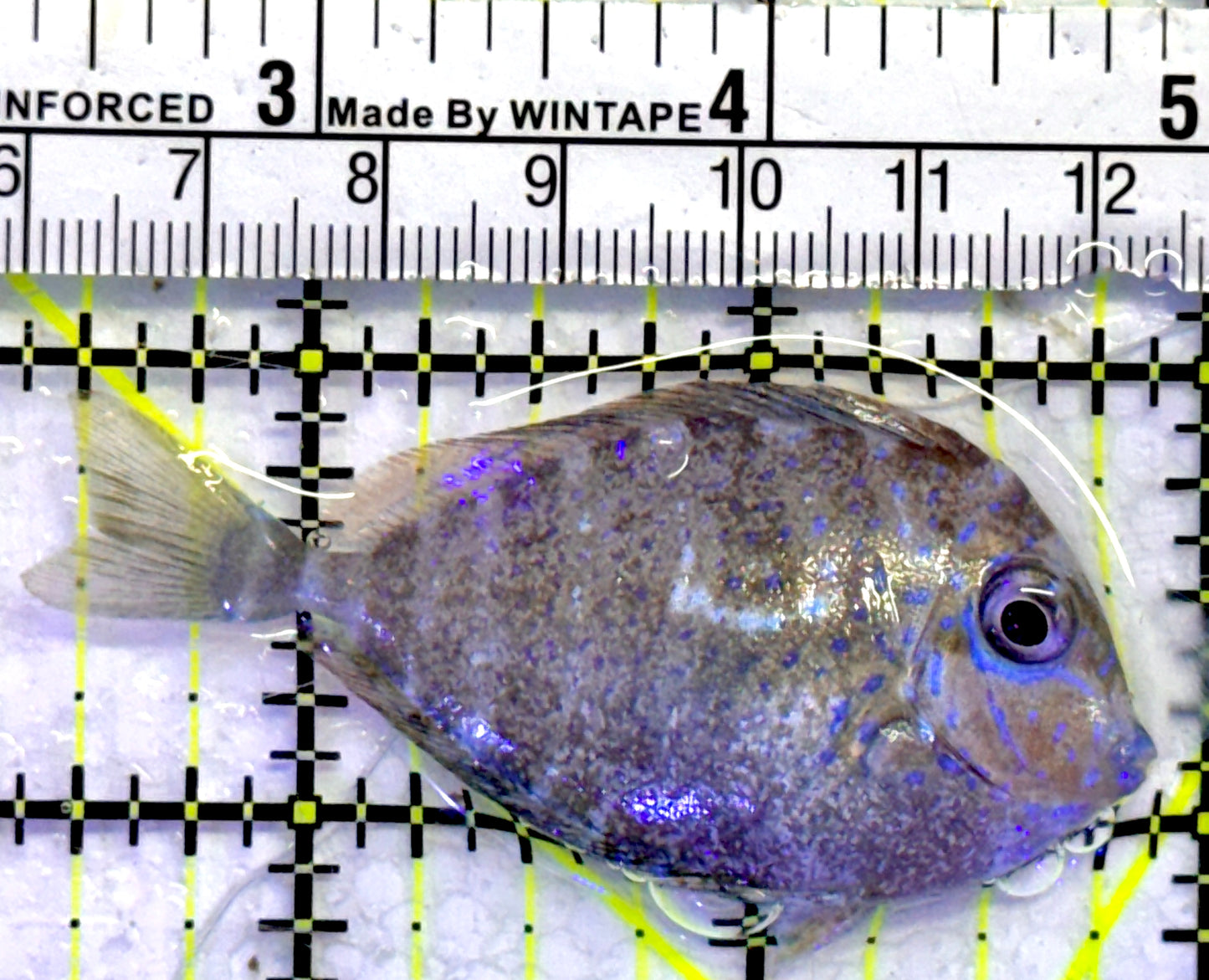Vlamingi Unicorn Tang VUT071401 WYSIWYG Size: S 2.5"