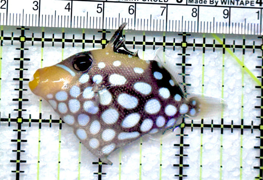 Clown Triggerfish CT092001 WYSIWYG Size: SM 2.5" approx