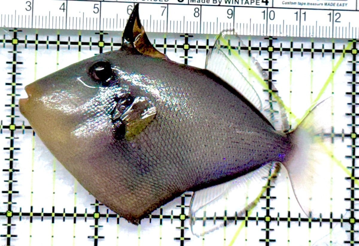 Pink Tail Triggerfish PTT092101 WYSIWYG Size: ML  4" approx