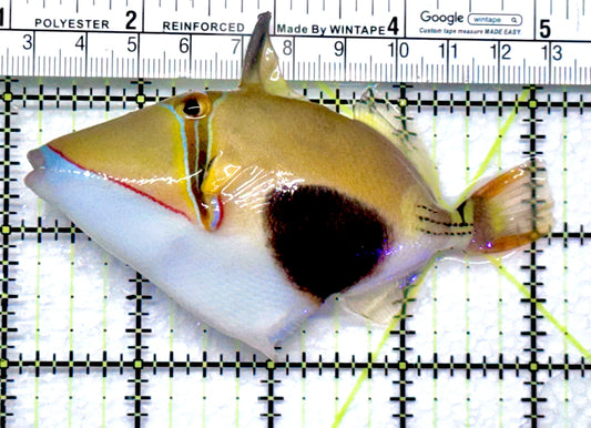 Bursa Triggerfish BT092001 WYSIWYG Size: ML 4" approx