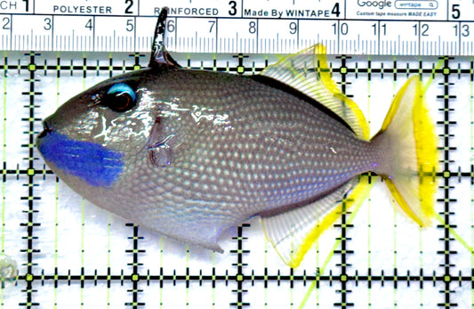 Male Blue Throat Triggerfish (Reefsafe) MBTT092001 WYSIWYG Size: ML  4" approx