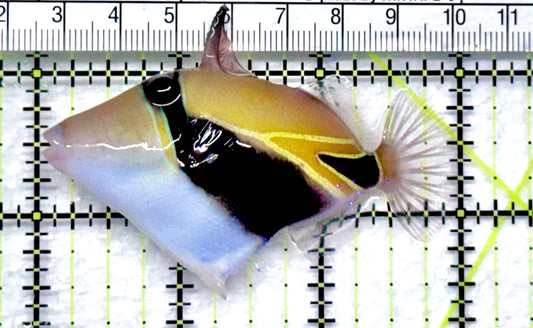 Rectangle Triggerfish RT092001 WYSIWYG Size: M  3" approx