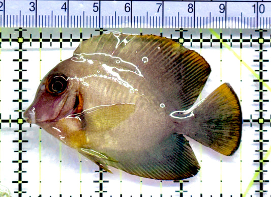 Chronixis Mimic Tang CMT092101 WYSIWYG Size: M 2.75" approx