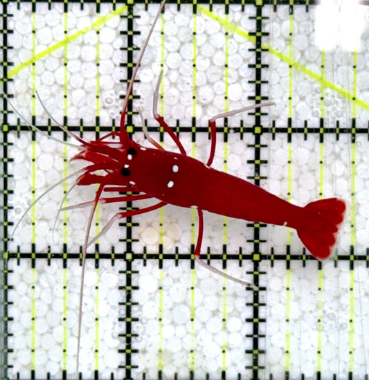 Fire Shrimp FS091601 WYSIWYG Size: XXL/SHOW 2.5"