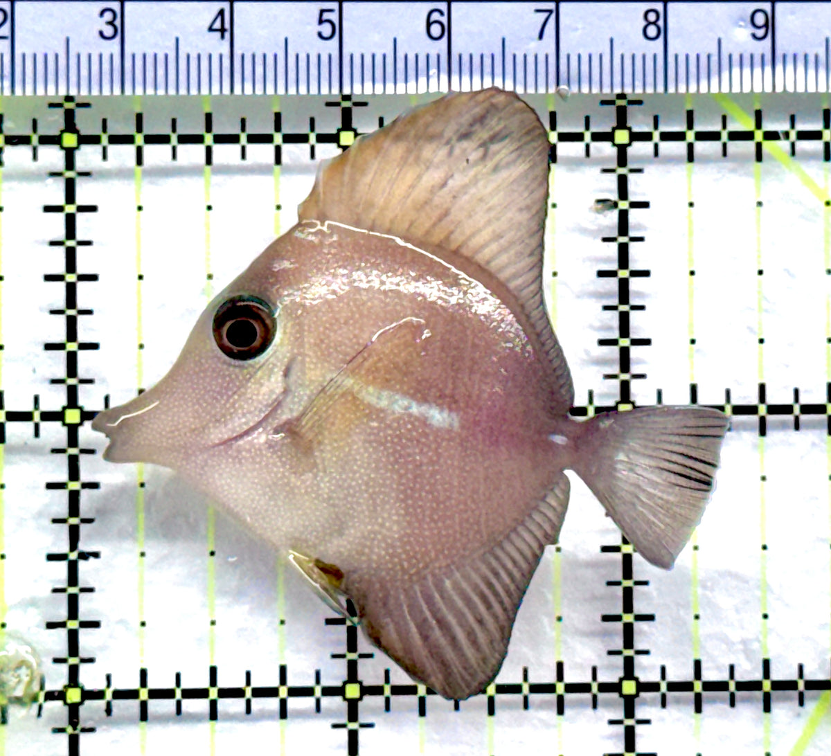 Scopas Tang ST092101 WYSIWYG Size: S 2.25" approx