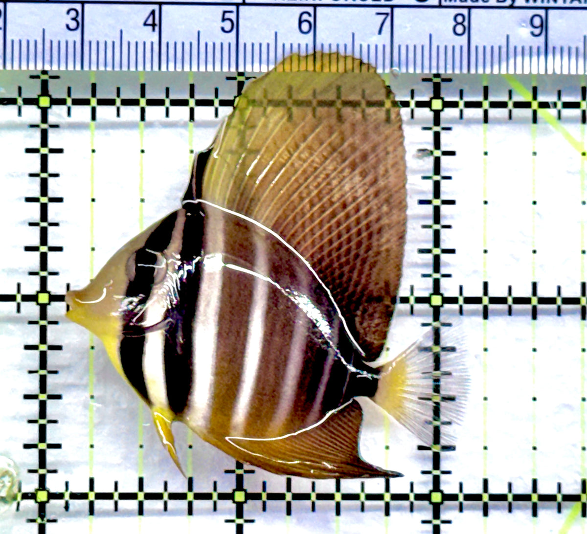 Sailfin Tang ST092101 WYSIWYG Size: M 2" approx