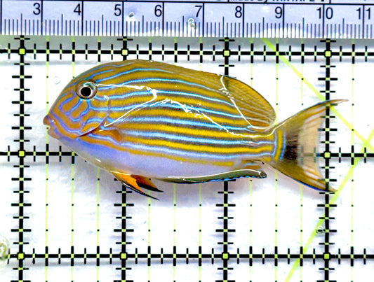Clown Tang CT092002 WYSIWYG Size: S 3" approx