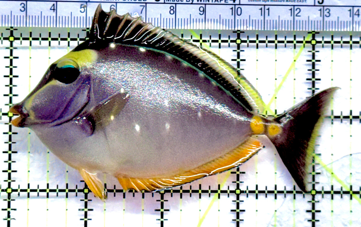 Naso Tang NT092101 WYSIWYG Size: ML 4.25" approx