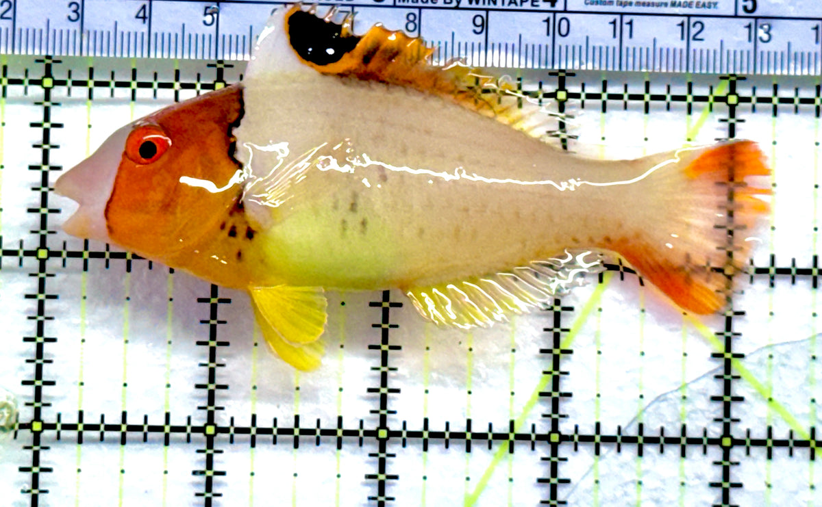 Bicolor Parrotfish BP092101 WYSIWYG Size: XL 4.25"  approx