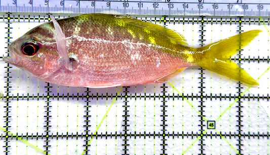 Yellowback Fusilier Fish (Unique) YFF092101 WYSIWYG Size: SHOW 6.25"  approx