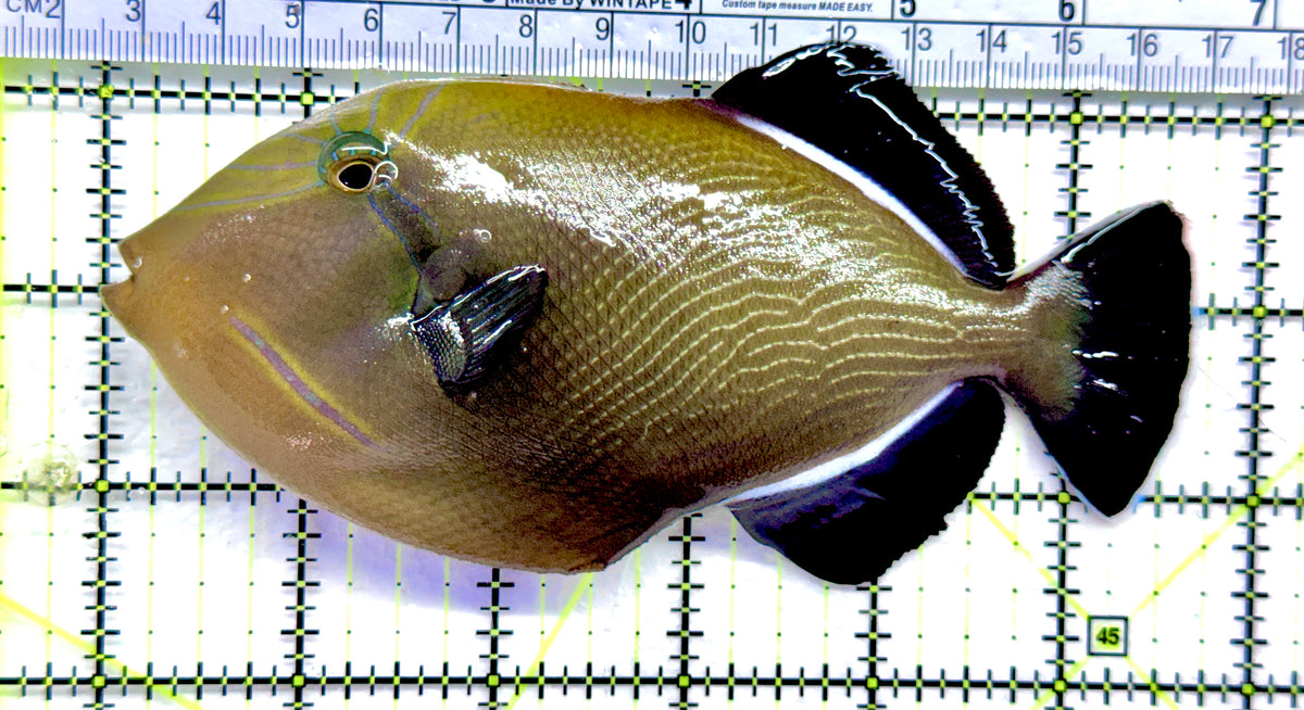 Black Triggerfish BT092101 WYSIWYG Size: XL 5.75" approx