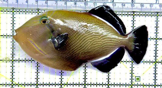 Black Triggerfish BT092101 WYSIWYG Size: XL 5.75" approx