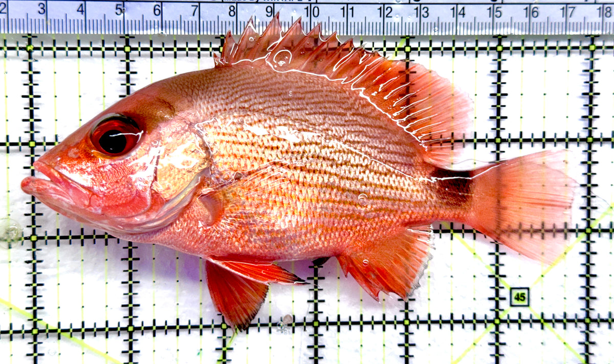 Malabar Red Snapper MRS092101 WYSIWYG Size: XL  6" approx