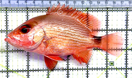 Malabar Red Snapper MRS092101 WYSIWYG Size: XL  6" approx