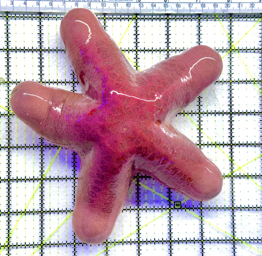 Five Headed Granular Penis Starfish FHGPS092101 WYSIWYG Size: XXL/SHOW 7" approx