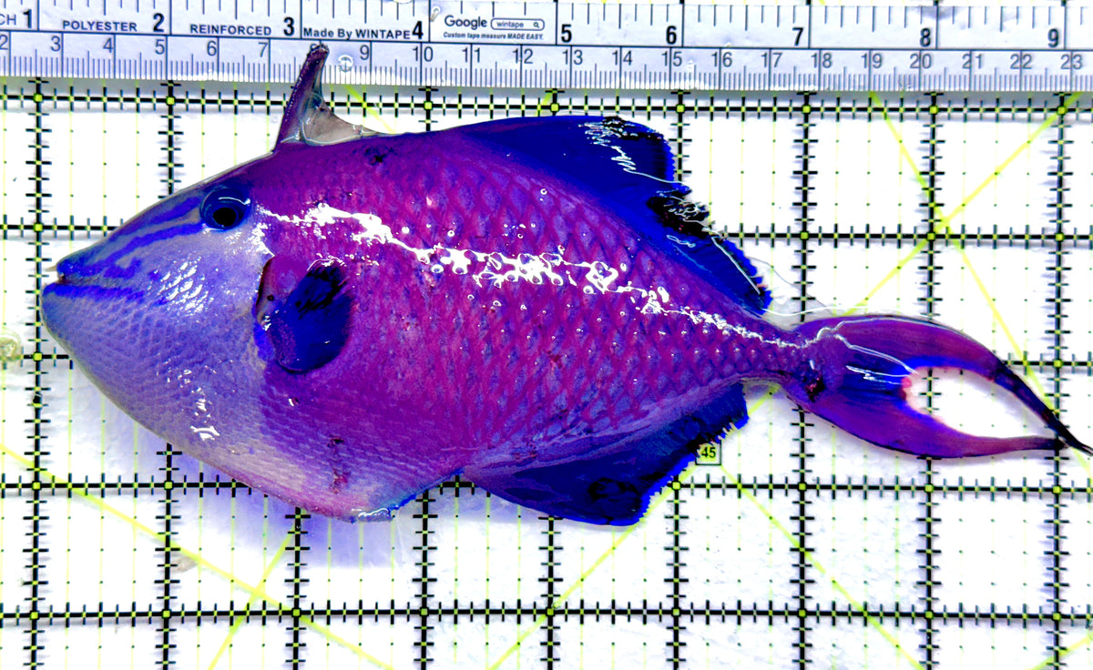 Niger Triggerfish  NT092101 WYSIWYG Size: XXL  8" approx