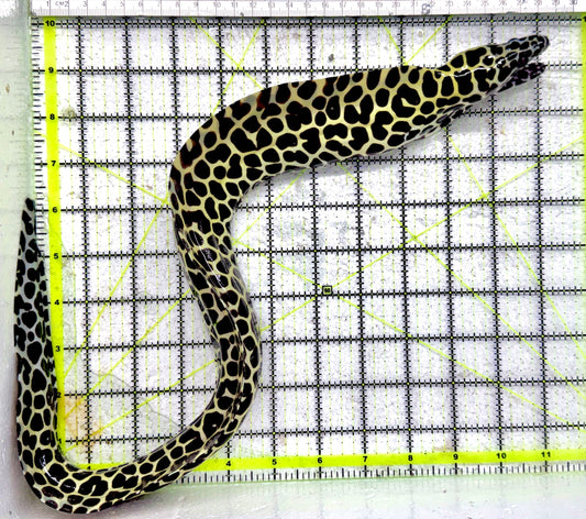 Tessellata Eel TE092101 WYSIWYG Size: SHOW/XXL 21" approx