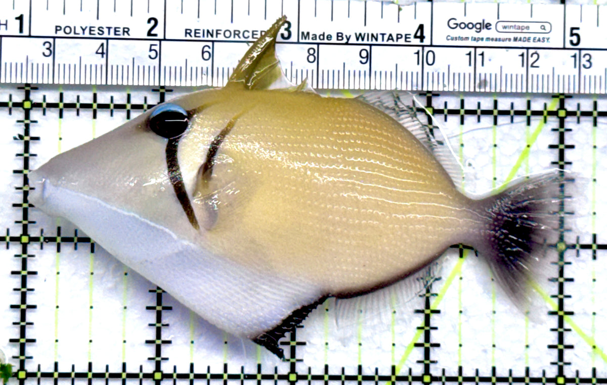 Lei Boomerang Triggerfish LBT092001 WYSIWYG Size: L 4.25" approx