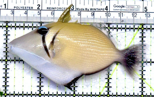 Lei Boomerang Triggerfish LBT092001 WYSIWYG Size: L 4.25" approx