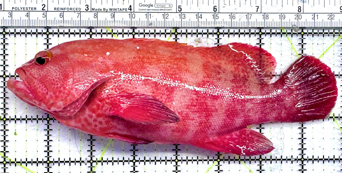 Strawberry Grouper SG092001 WYSIWYG Size: XXL 8" approx