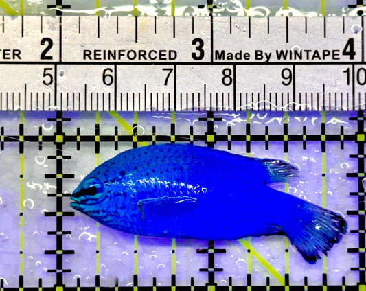 Blue Damselfish BD071401 WYSIWYG Size: 2"